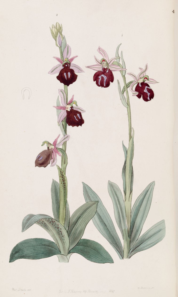 Ophrys ferrum-equinum (à gauche, fig. 2) et Ophrys bombyliflora (à droite, fig. 1) - Miss Drake