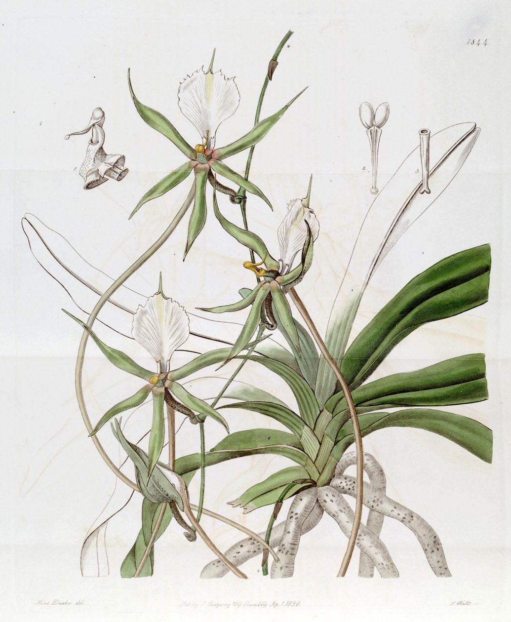Plectrelminthus caudatus - Miss Drake