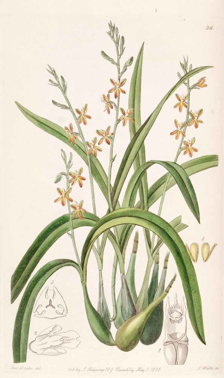 Prosthechea ochracea - Miss Drake
