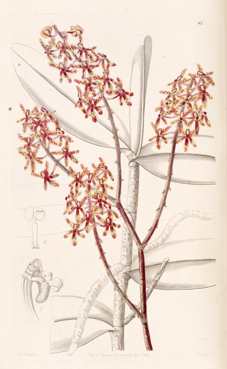 Renanthera matutina - Miss Drake