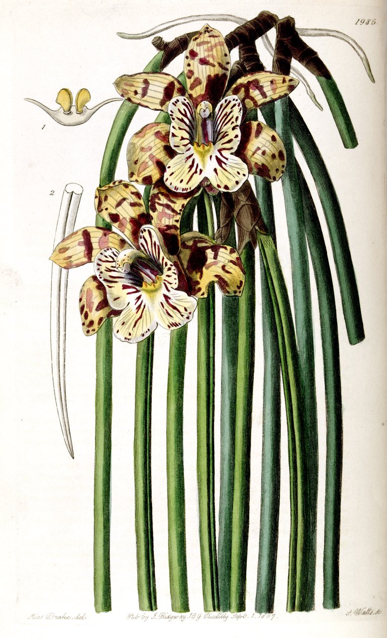 Scuticaria steelei (comme syn. Maxillaria steelii) - Miss Drake