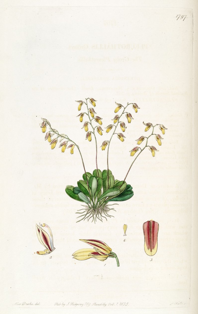 Specklinia grobyi - Miss Drake