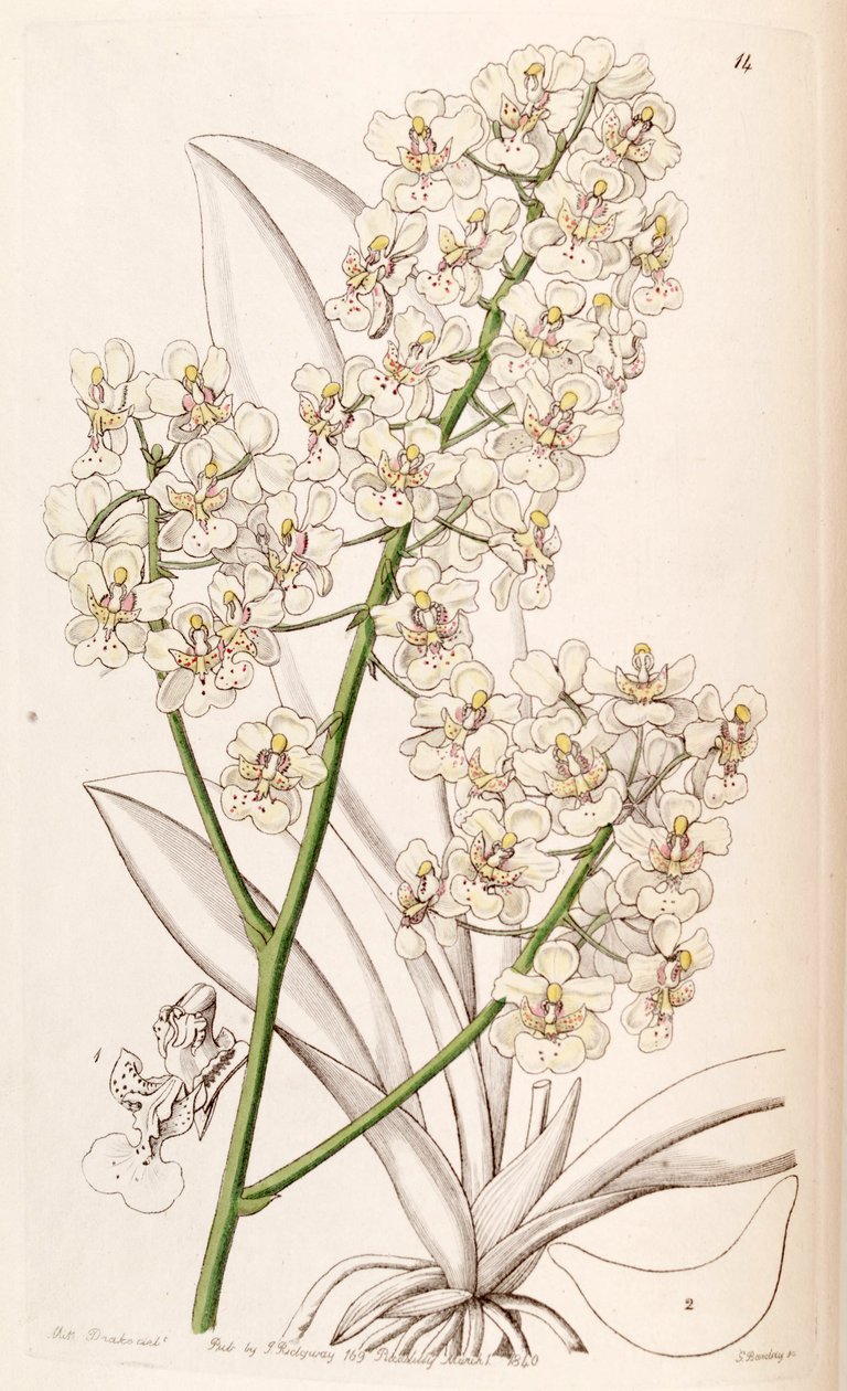 Trichocentrum stramineum - Miss Drake