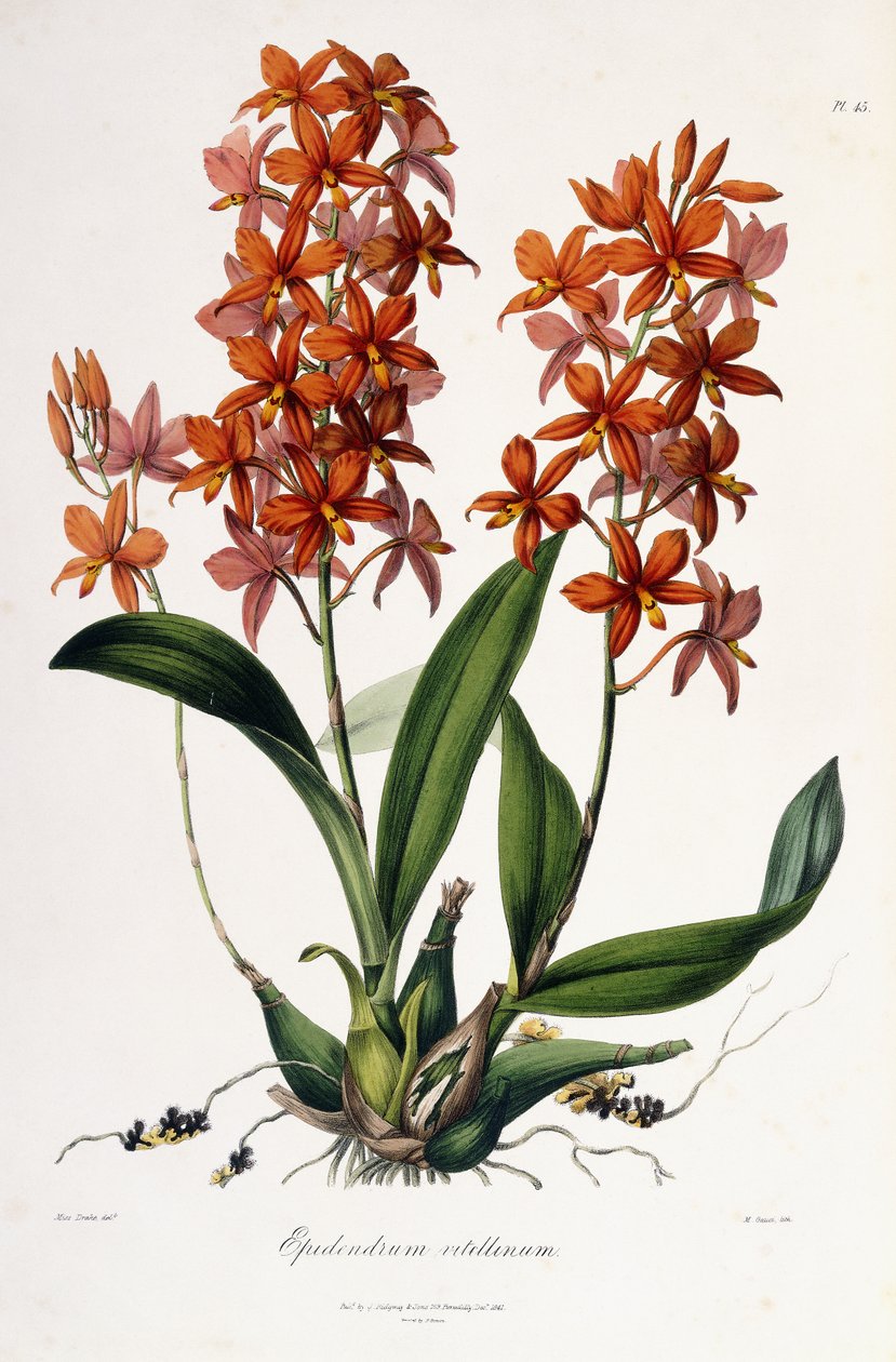 Epidendrum Vitellinum, vers 1837-41 - Miss Drake