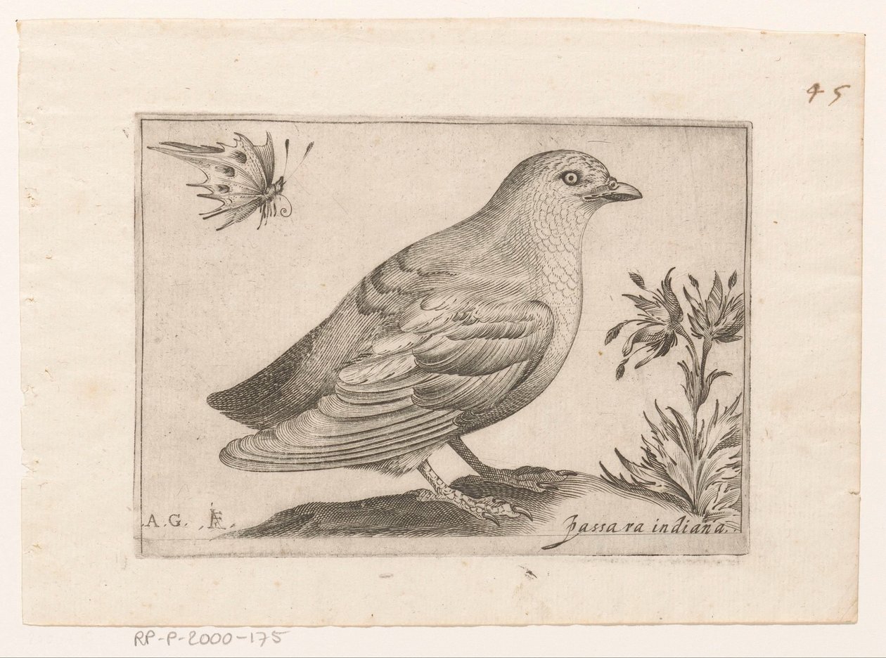 Oiseau
Passra Indiana (titre sur l