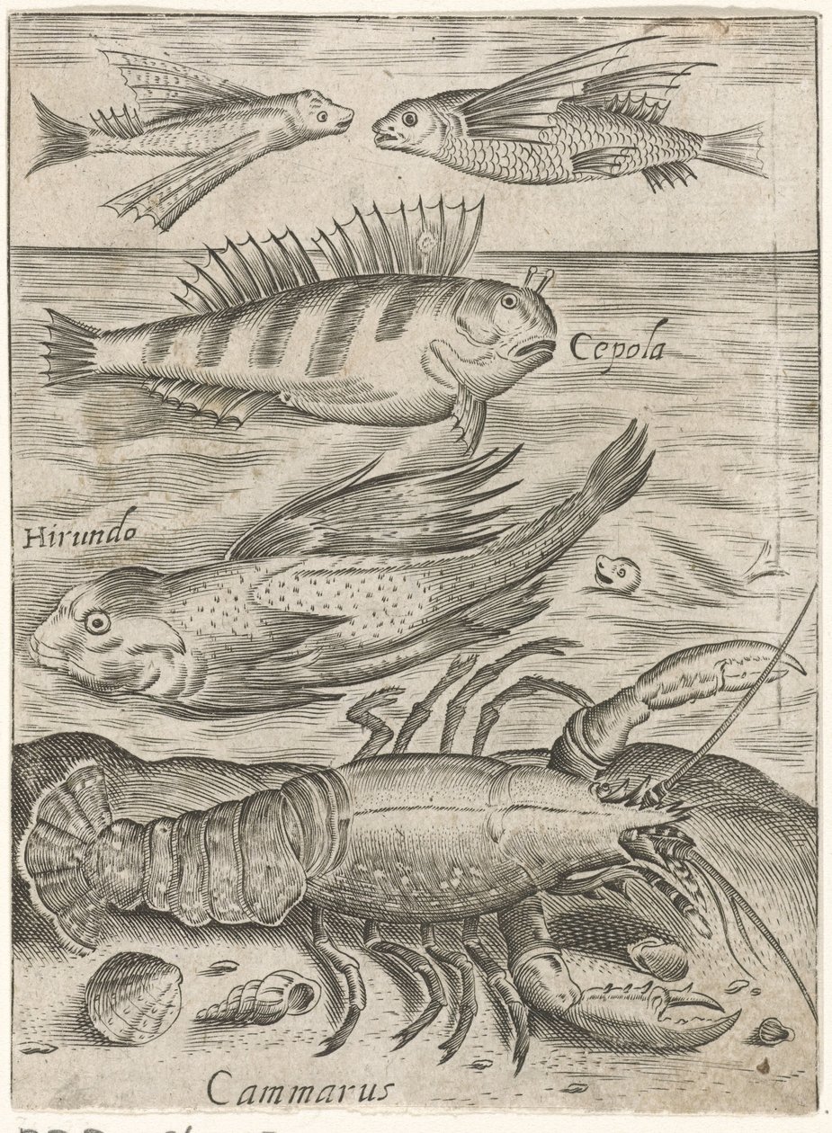 Étude de quatre poissons et un homard
Piscium vivae icones (titre de la série) - Monogrammist P+P