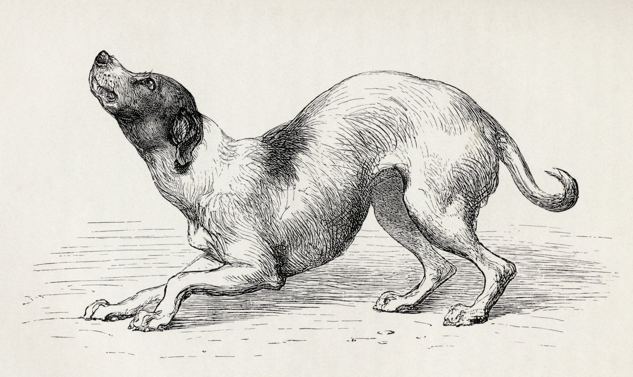 Chien dans un état d