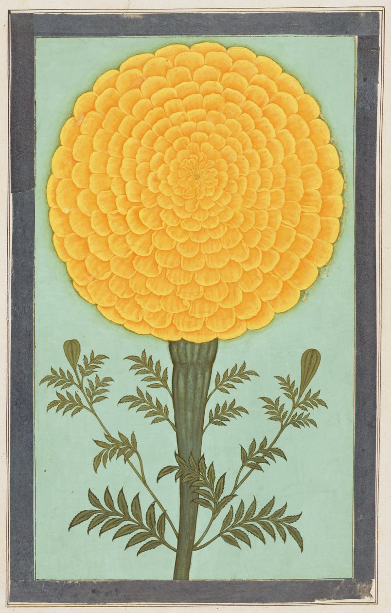 Un souci, du Petit Album Clive - Mughal School