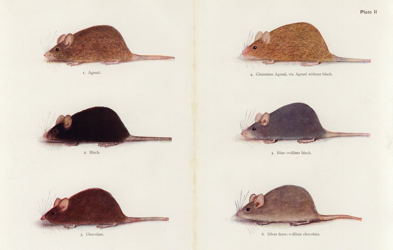 Mice (colour litho) - Muriel Wheldale (after) Onslow