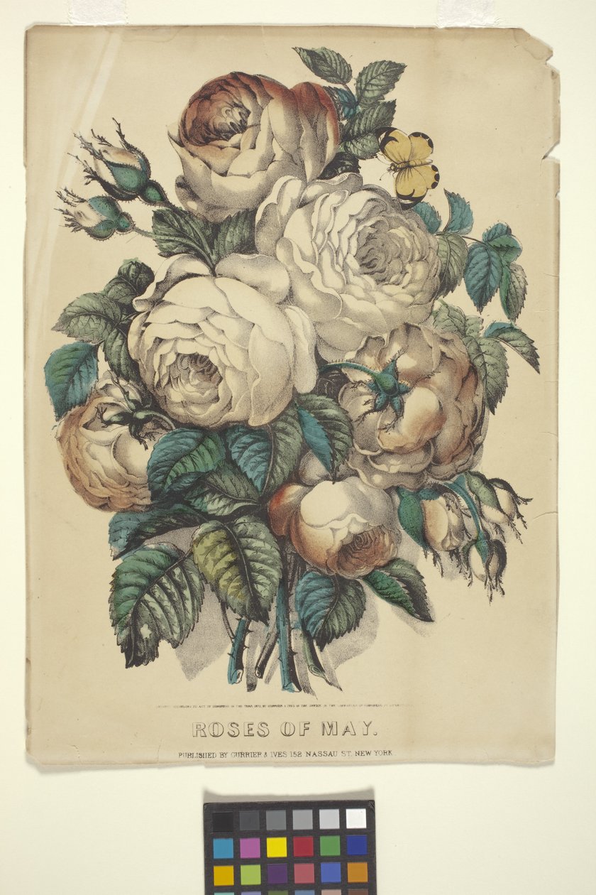 Roses de mai - N. and Ives J.M. (1824 95) Currier