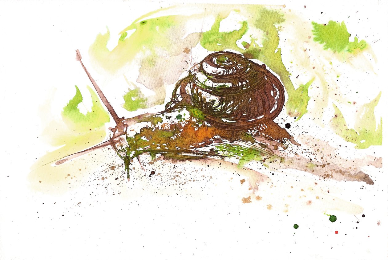Escargot, 2025 (encre) - Neale Osborne