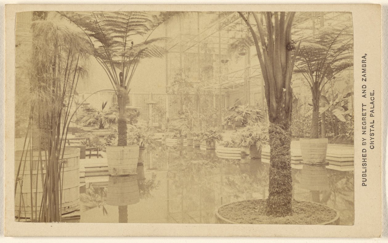 Trophées [pousses de plantes, intérieur du Palais de Cristal]. - Negretti and Zambra