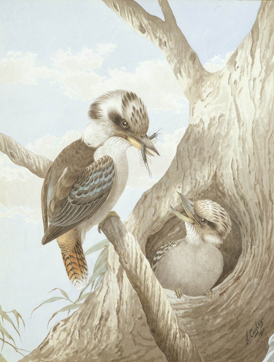 Kookaburras se nourrissant dans un nid dans un arbre, 1892 - Neville HP Cayley