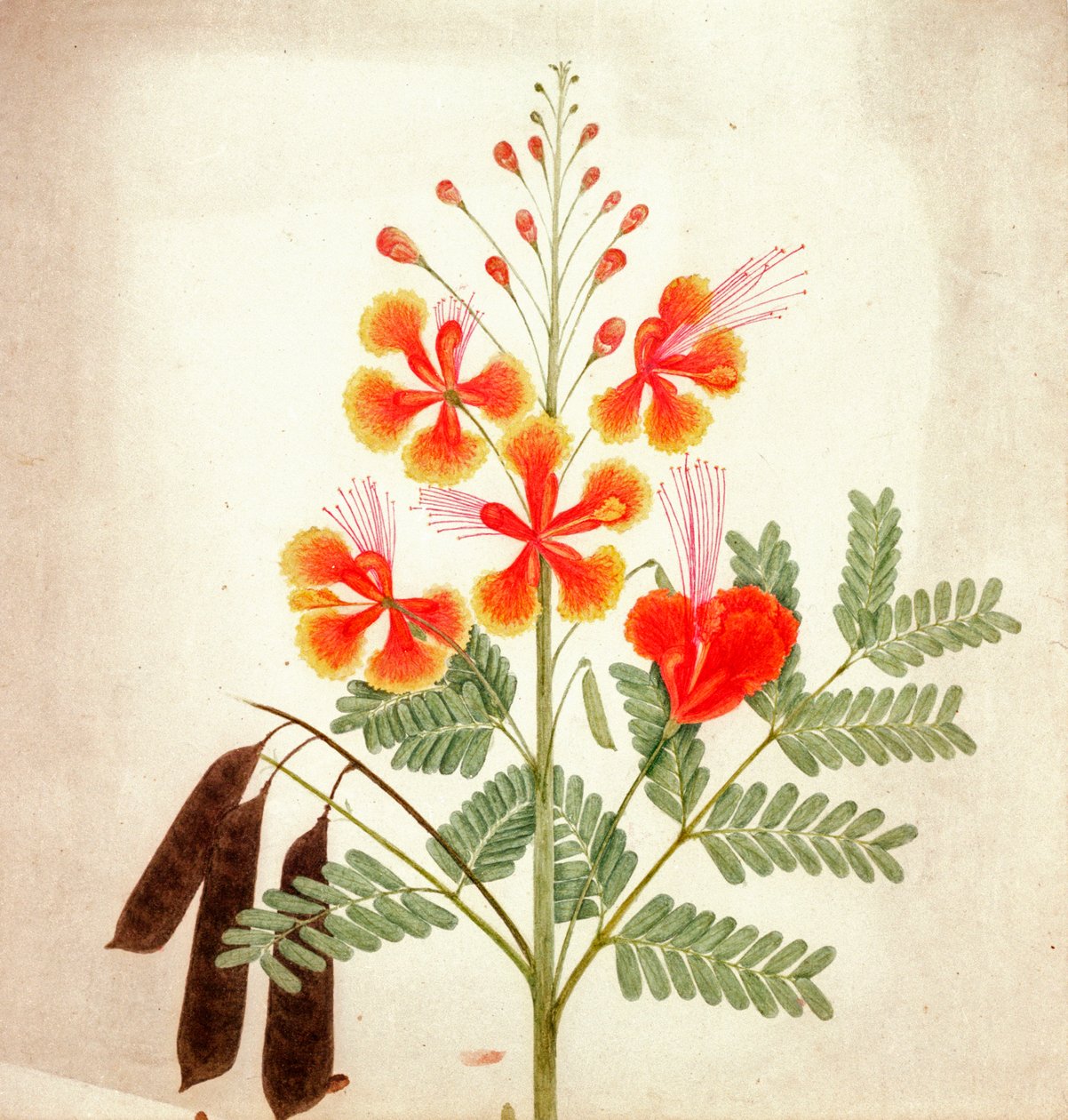 Étude de fleurs, vers 1840 - Nicholas Tomlinson
