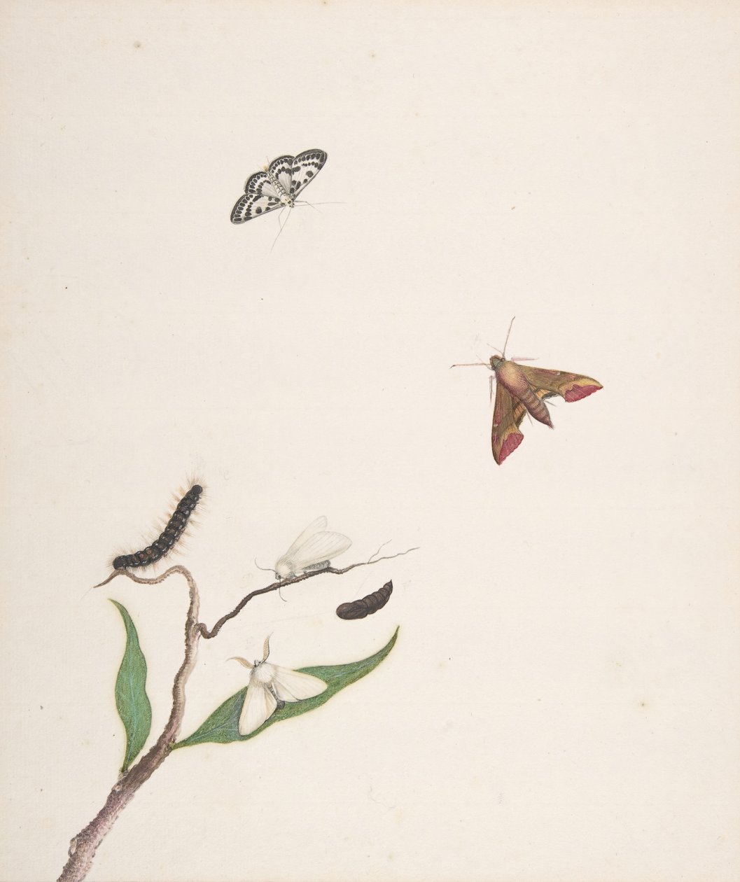 Chenille et deux papillons de nuit sur une branche et deux papillons, début 18e-milieu 18e siècle - Nicolaas Struyk