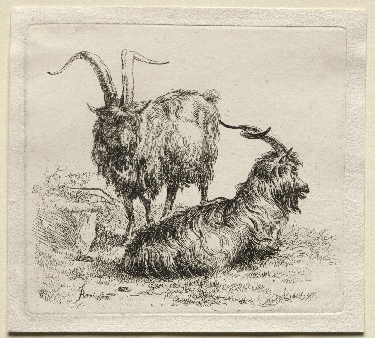 Animalia : Deux chèvres - Nicolaes Berchem