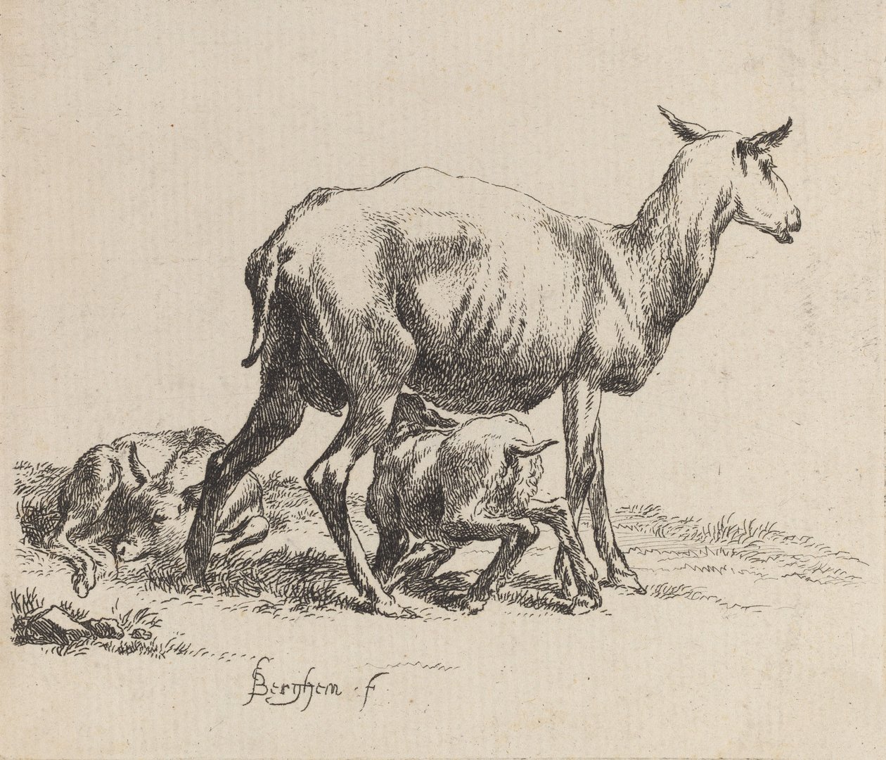 Brebis Allaitant son Agneau - Nicolaes Berchem