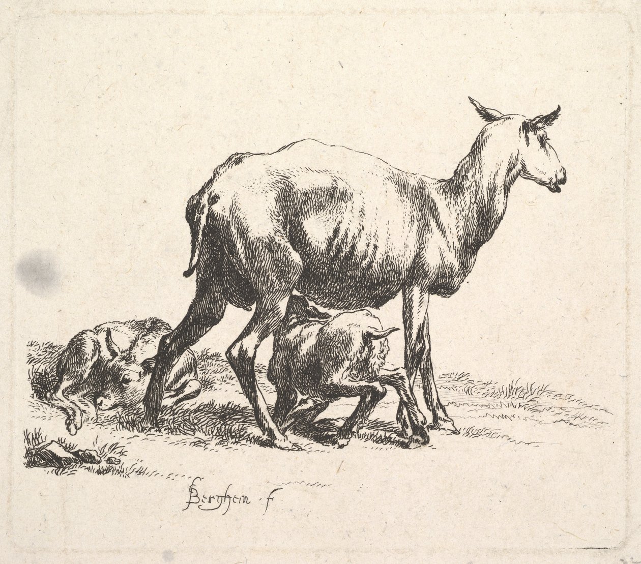 Mouton avec Agneau Allaitant - Nicolaes Pietersz. Berchem