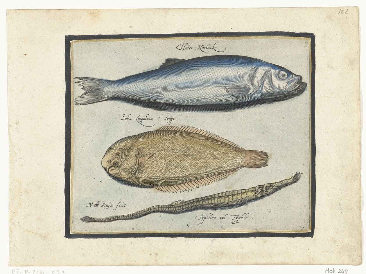 Hareng, sole et aiguille de mer - Nicolaes de Bruyn