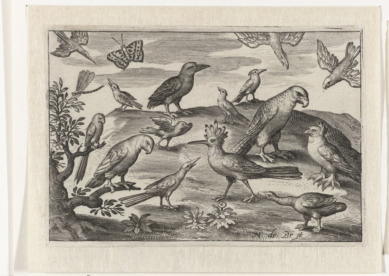 Huppe et autres oiseaux - Nicolaes de Bruyn