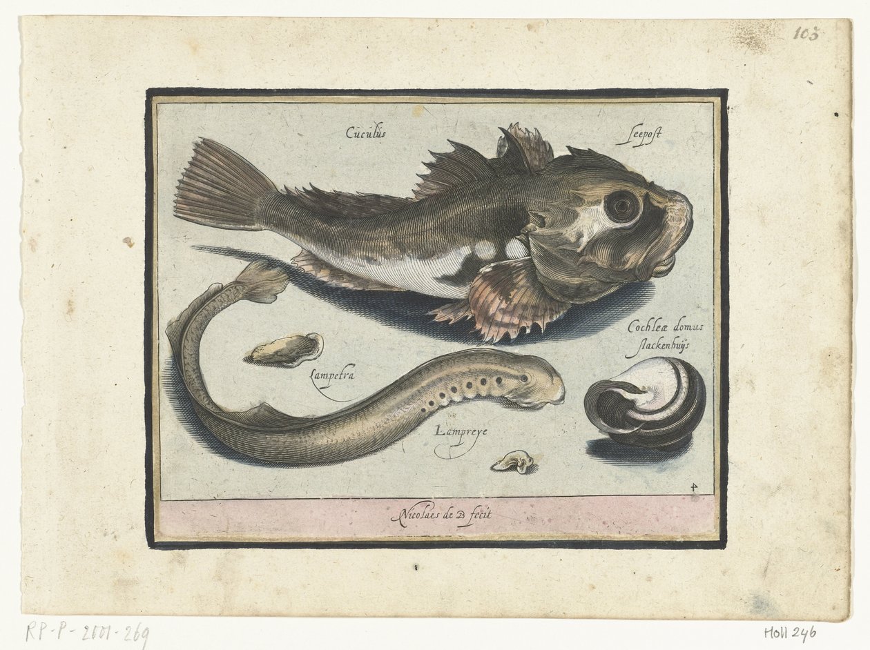 Poon, lamproie et coquille (Libelivs varia Genera piscium complectens) - Nicolaes de Bruyn
