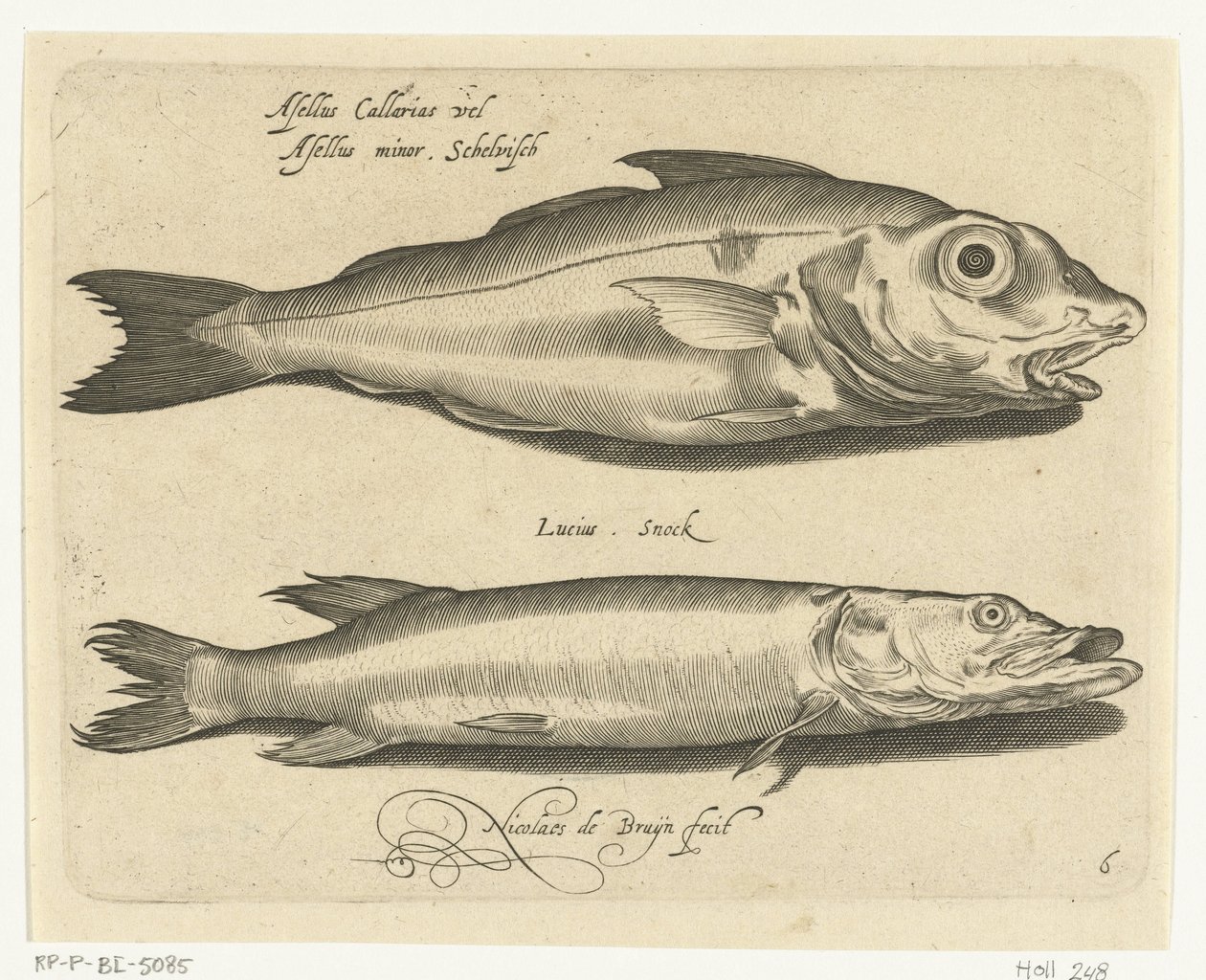 Aiglefin et brochet - Nicolaes de Bruyn