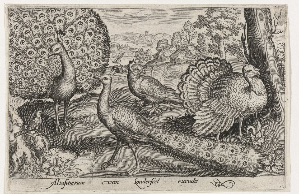 Deux paons et une dinde - Nicolaes de Bruyn