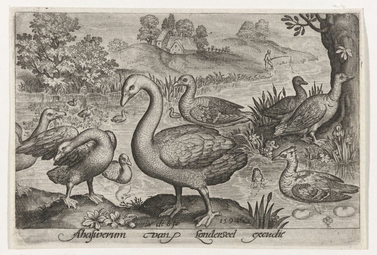 Cygne et oies et canards près de l