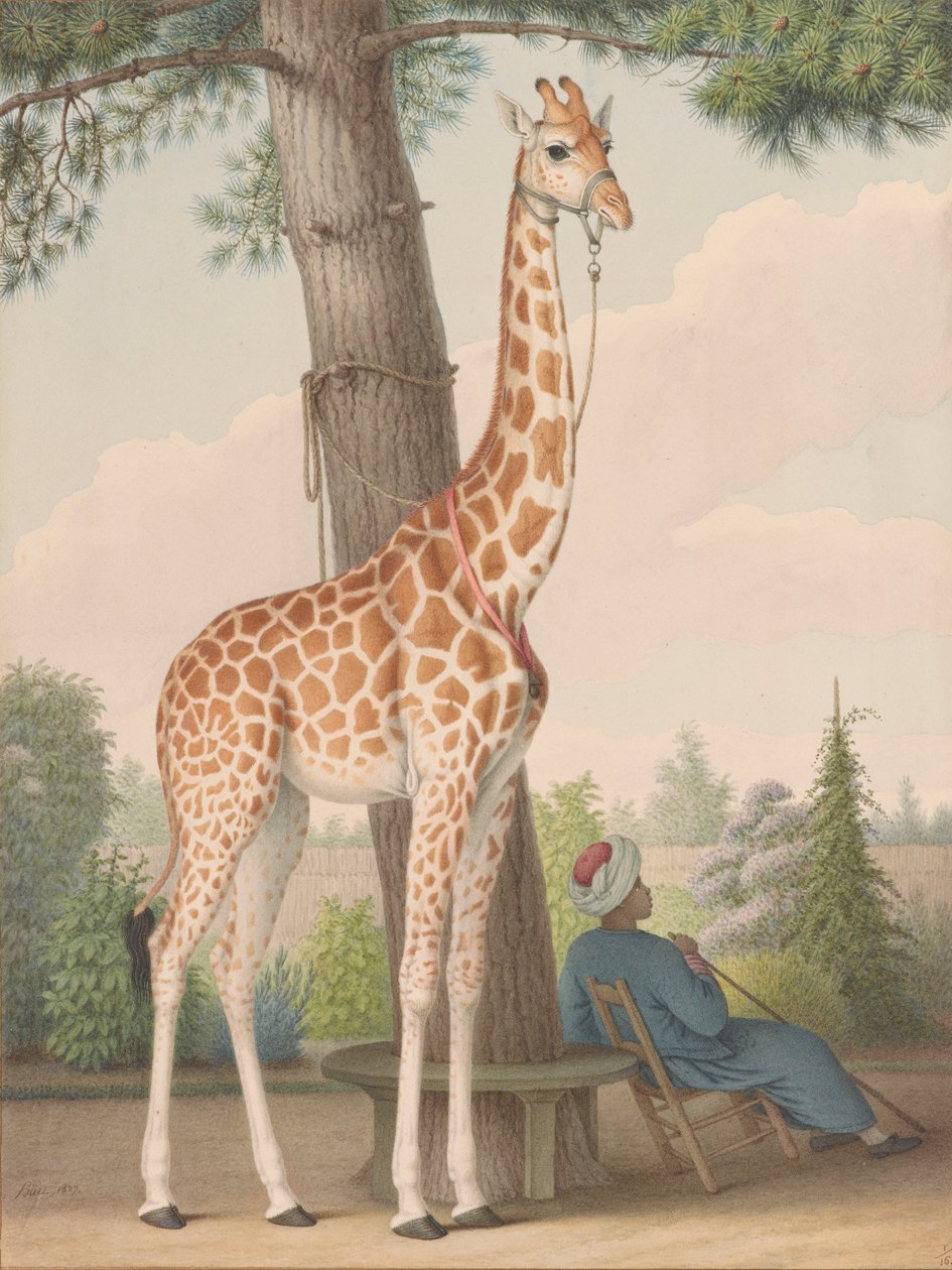 Étude de la girafe offerte à Charles X par le vice-roi d