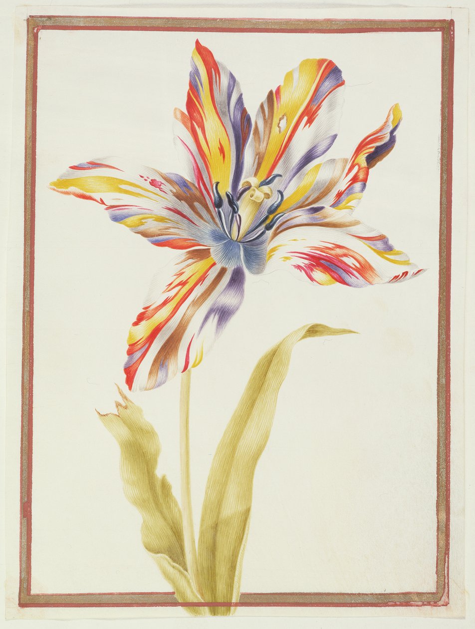 PD.109-1973.f19 Une tulipe 