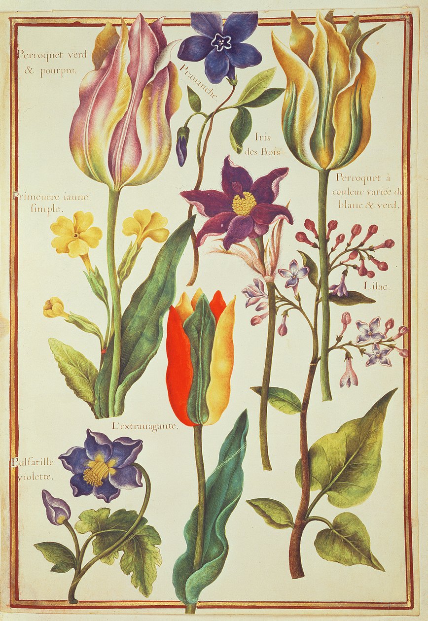 Études de fleurs - Nicolas Robert