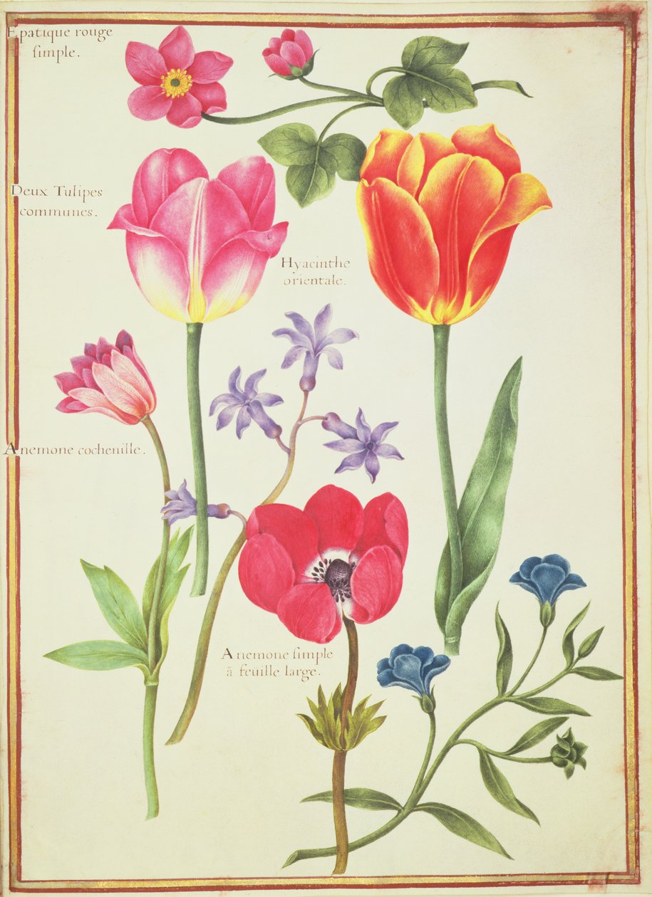 Études de fleurs - Nicolas Robert