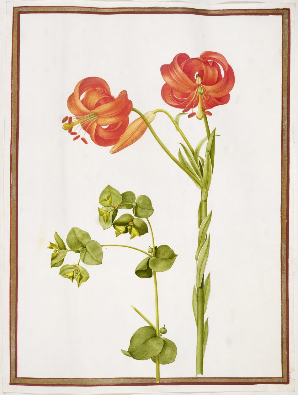 PD.109-1973.f9 (de gauche à droite) Euphorbe et Lilium Chalcedonicum - Nicolas Robert