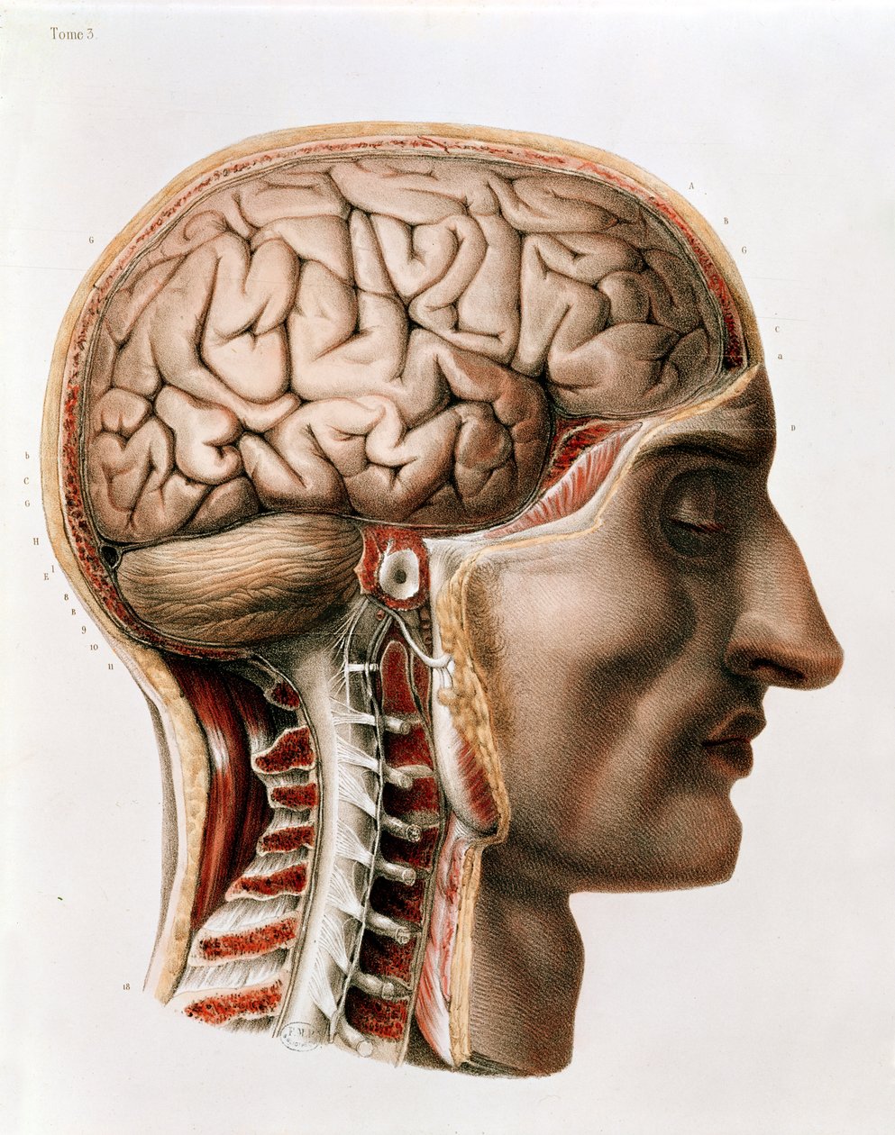 Le cerveau, planche de 