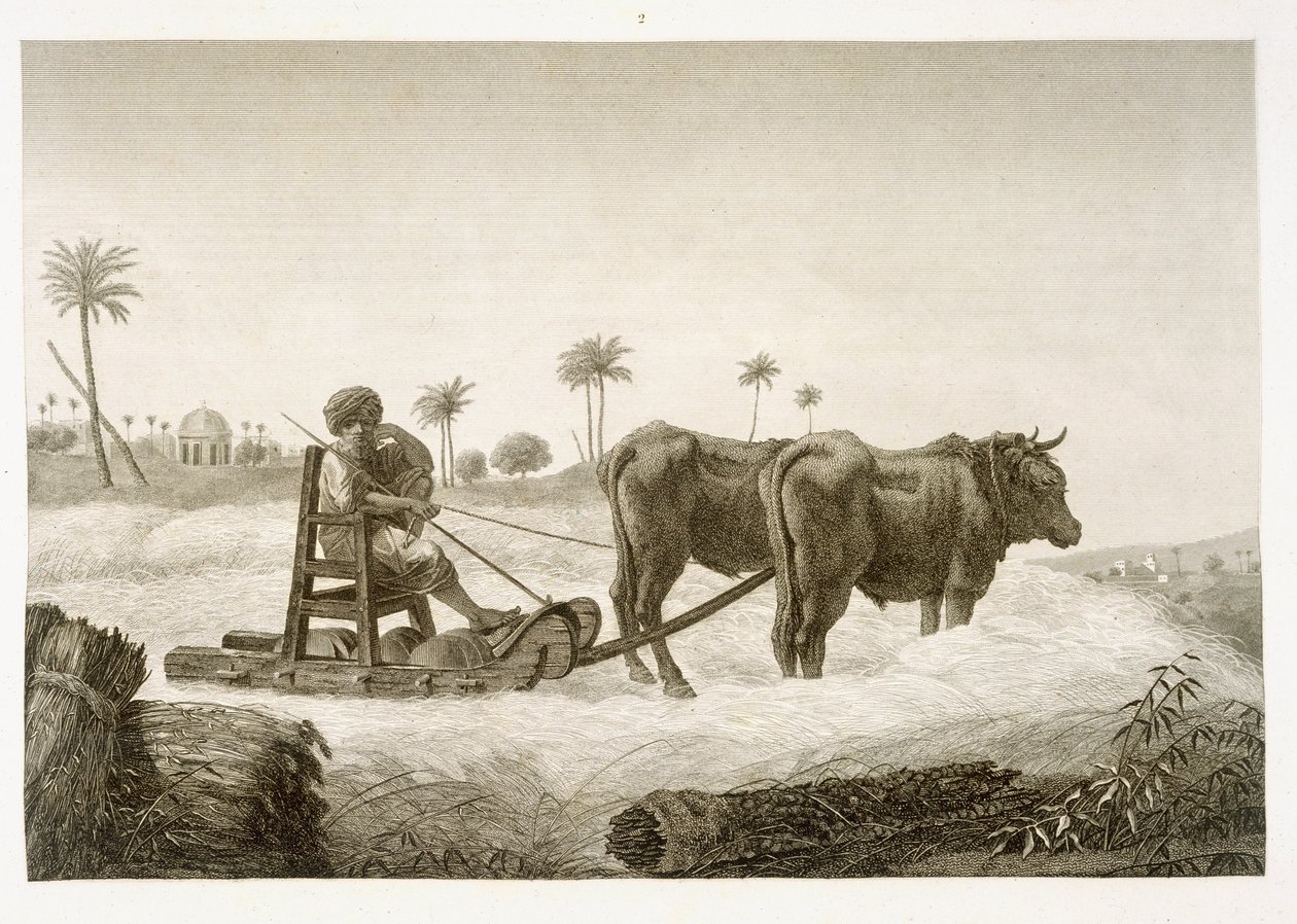Récolte de maïs, du Volume II Arts et Métiers de 