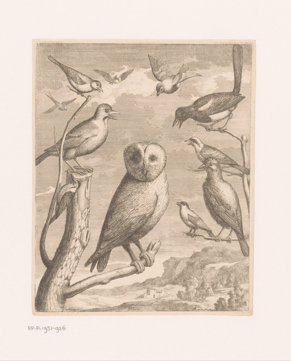 Uil en andere vogels - Nicolas Robert (possibly)