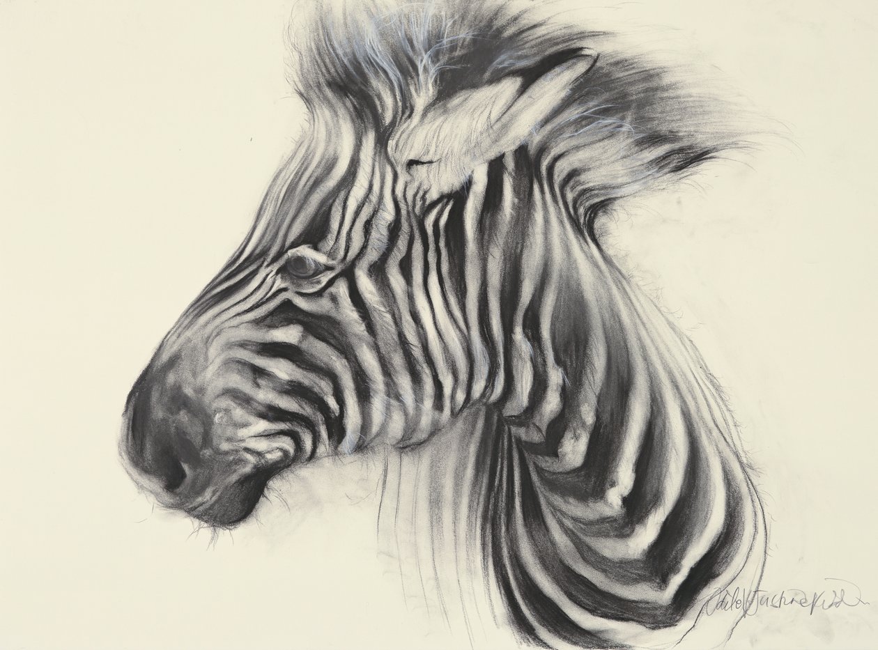 Bébé zèbre, 2000 (fusain sur papier) - Odile Kidd