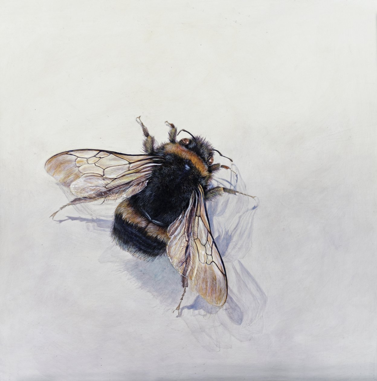 Bombus terrestris 11 (acrylique sur bois gesso) - Odile Kidd