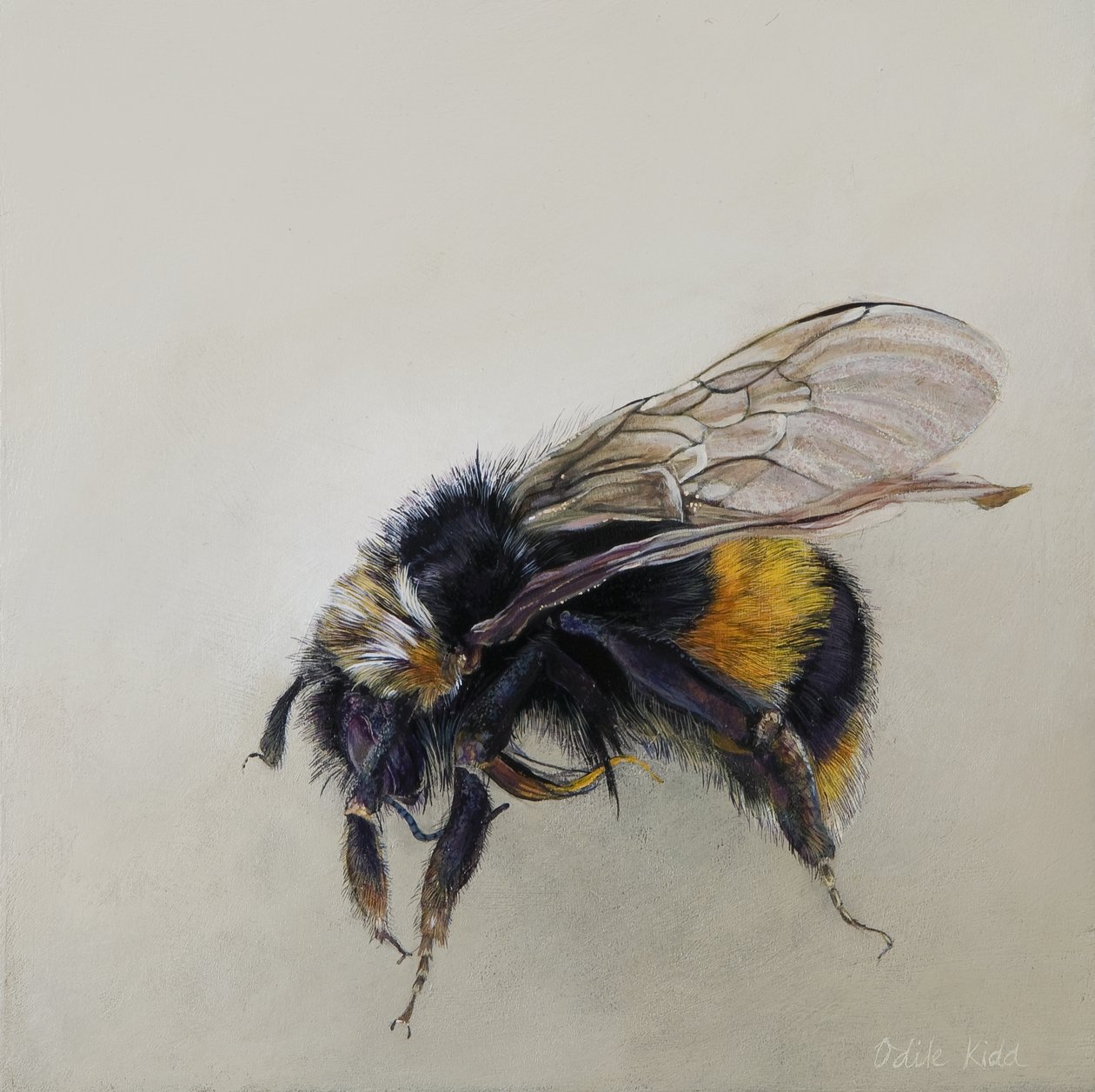 Bombus terrestris 1 (a), 2008 (acrylique sur bois) - Odile Kidd