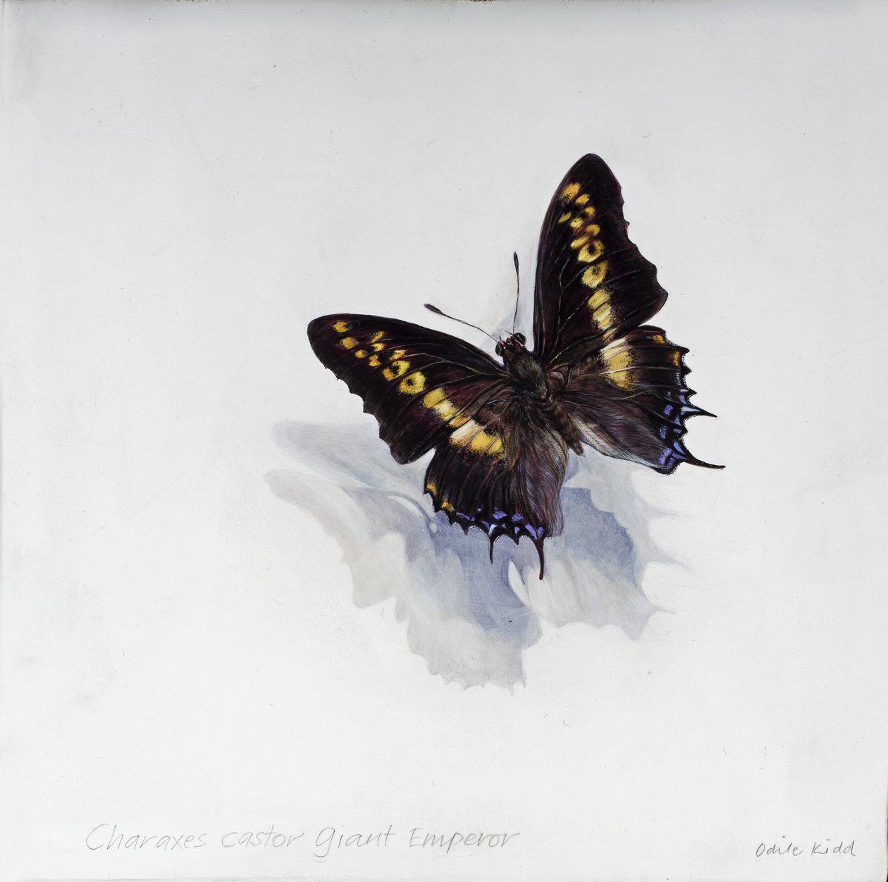 Charaxes castor, empereur géant, 2014 (acrylique sur bois gessoïsé) - Odile Kidd