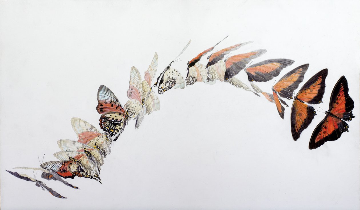 Modèle de vol de Charaxes zingha, 2016 (acrylique sur bois gessoïsé) - Odile Kidd
