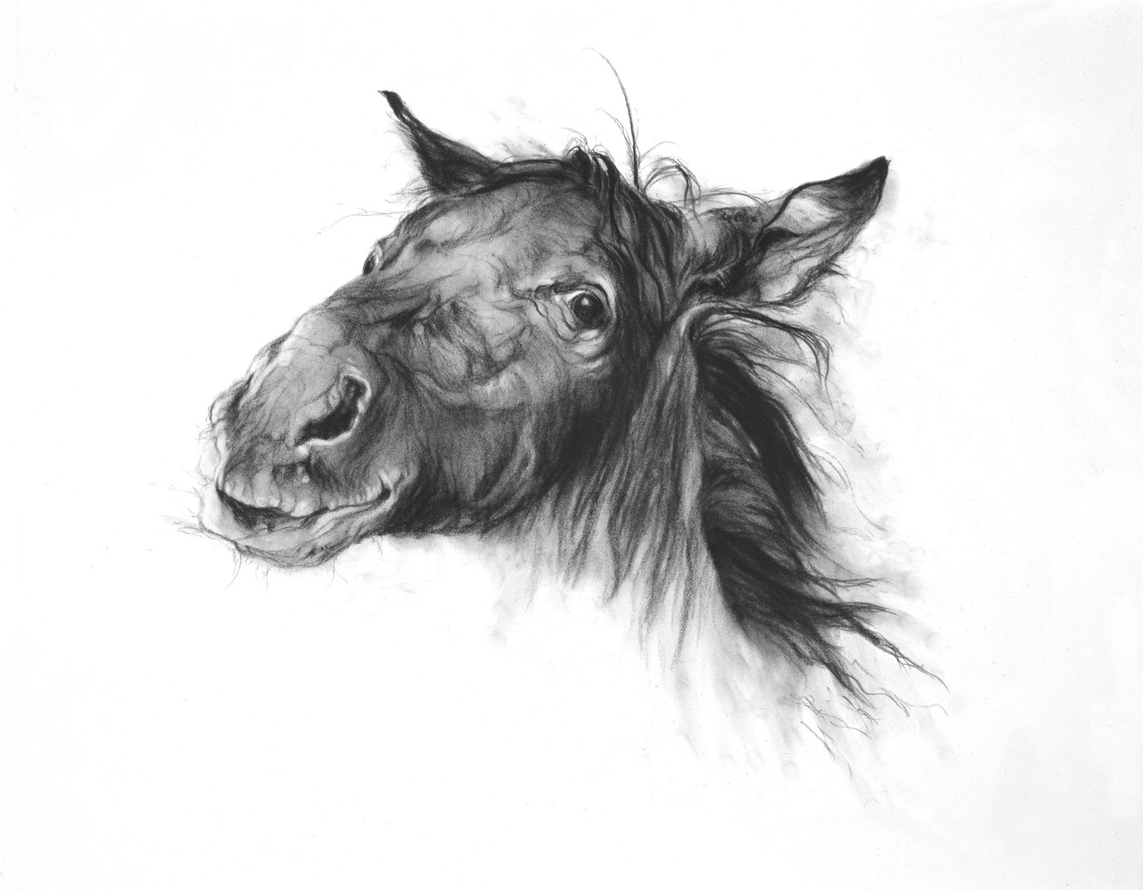 Colt, 2002 (fusain sur papier Fabriano) - Odile Kidd
