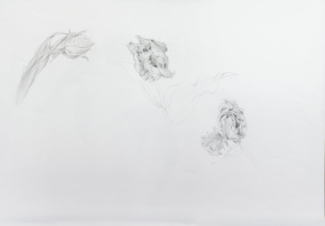 Estella rijnveld 1, 2013 (crayon sur papier cartouche) - Odile Kidd