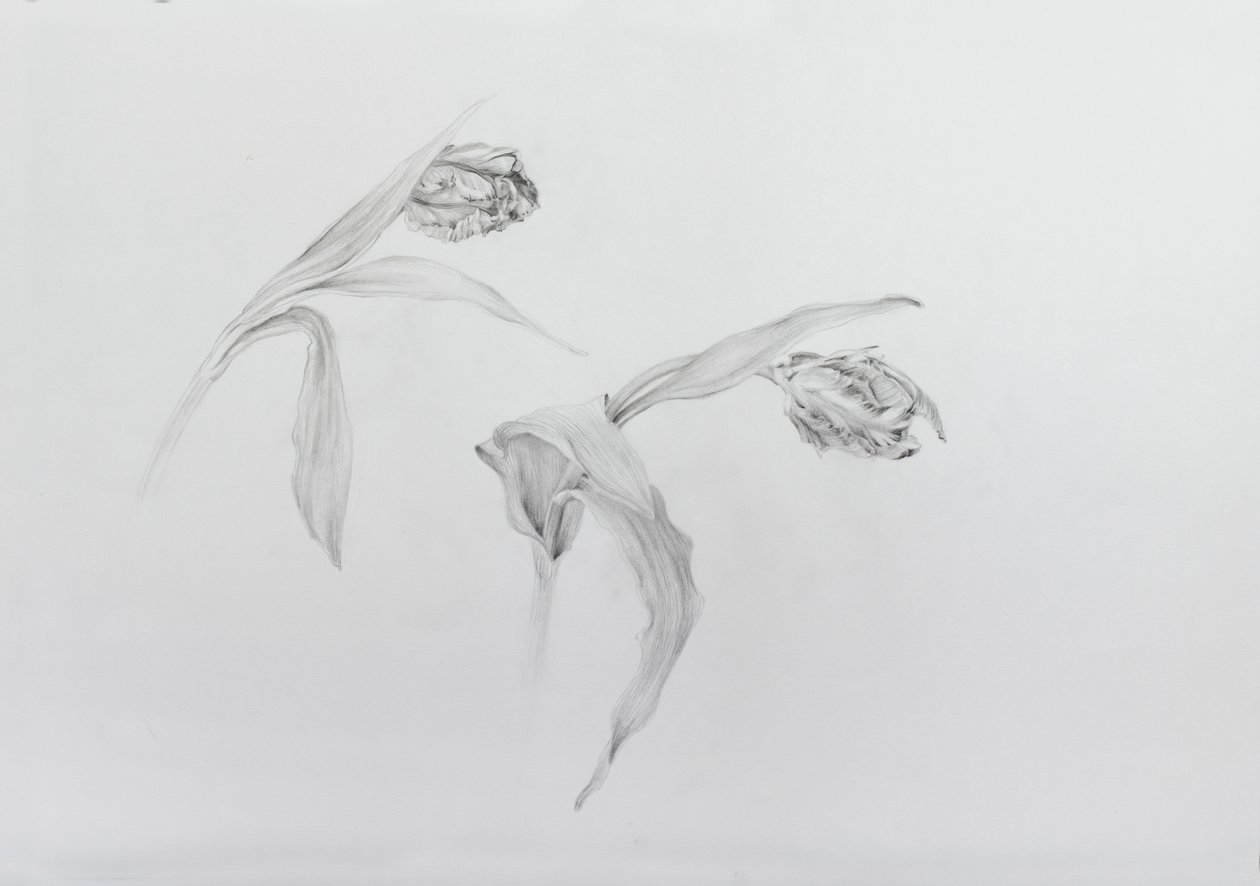 Estella rijnveld 2, 2017 (crayon sur papier cartouche) - Odile Kidd