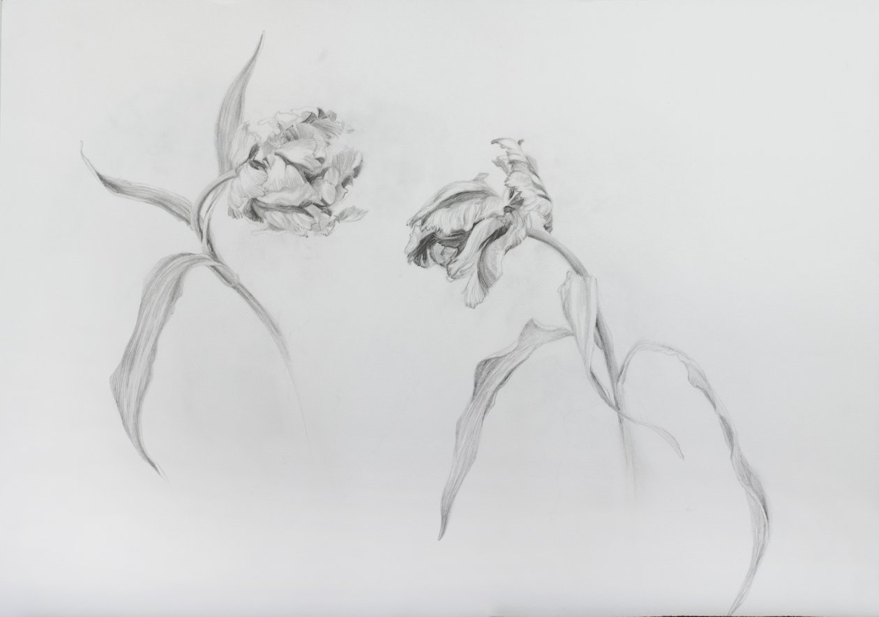 Estella rijnveld 3, 2017 (crayon sur papier cartouche) - Odile Kidd