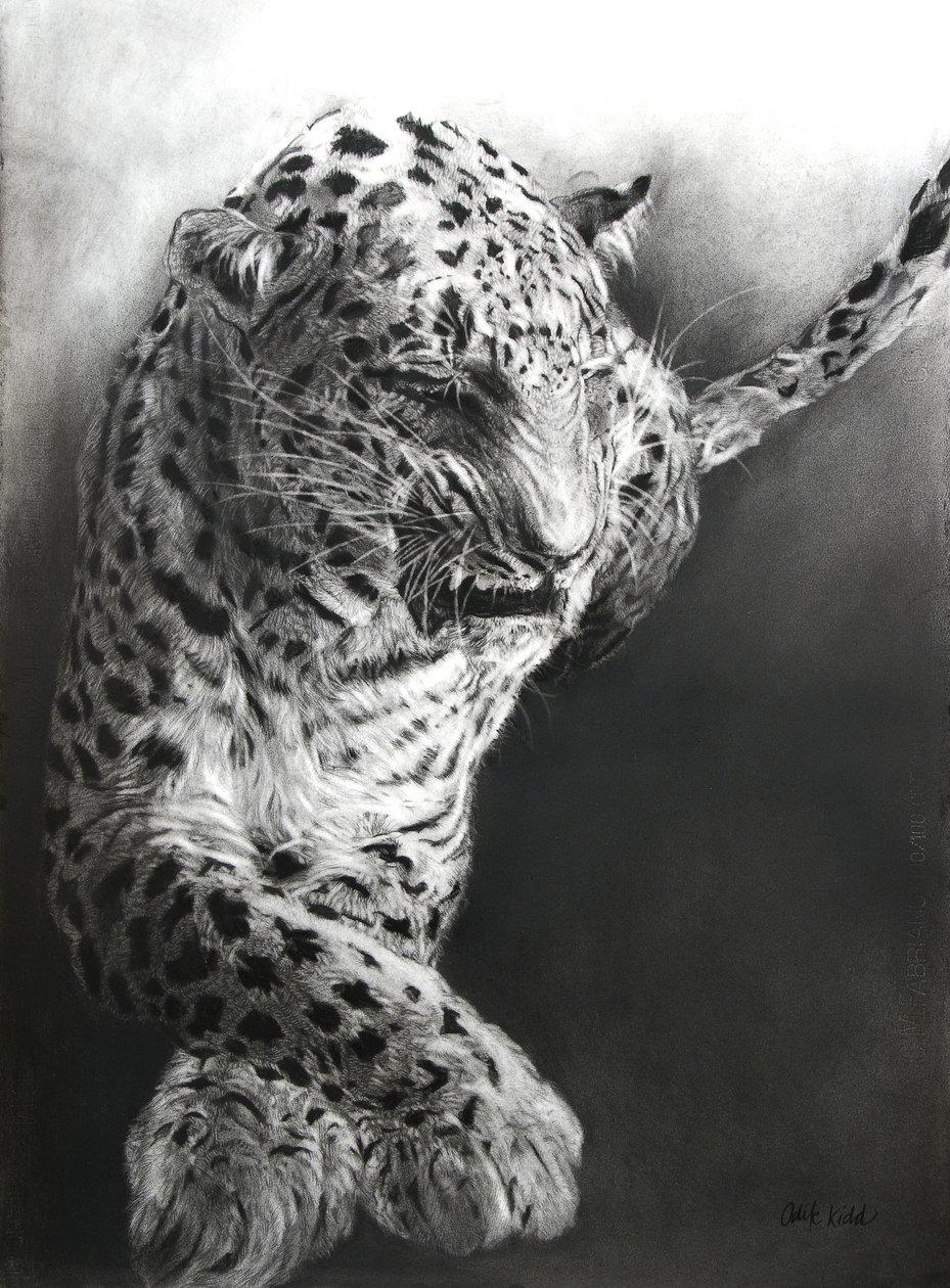 Panthera pardus 1, 2009 (fusain et conte sur papier Fabriano) - Odile Kidd