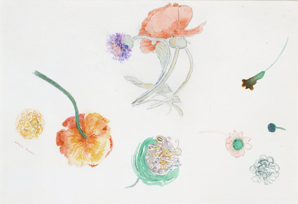 Croquis de fleurs - Odilon Redon