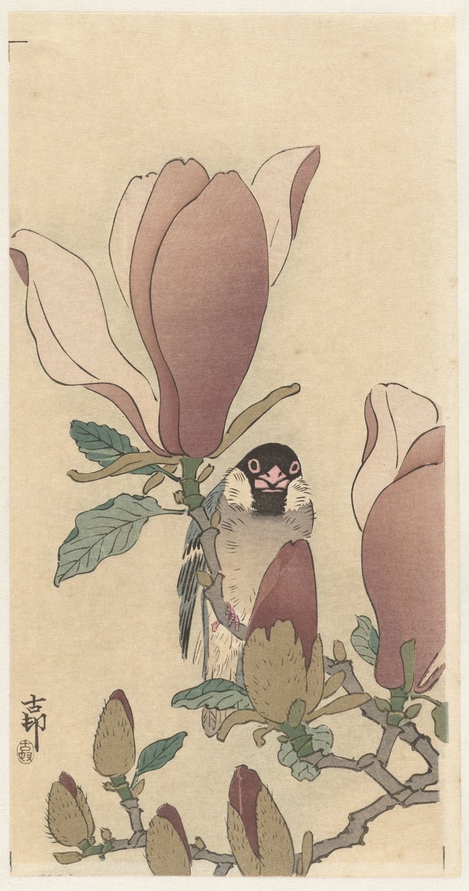 Moineau sur une branche de magnolia en fleurs - Ohara Koson