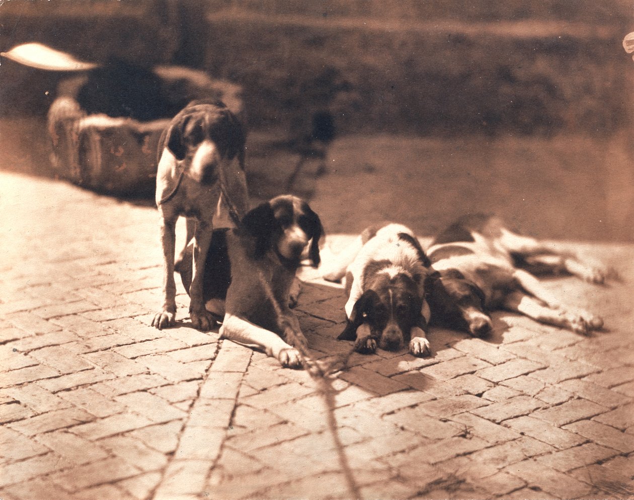 Chiens de chasse, vers 1853 (épreuve au sel) - Olympe Aguado