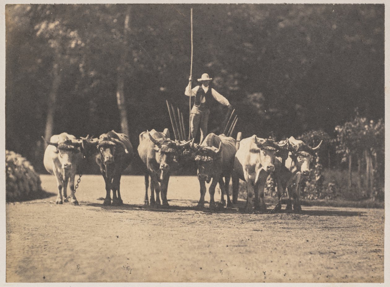 Équipe de six bœufs avec leur conducteur, vers 1853 - Olympe Aguado